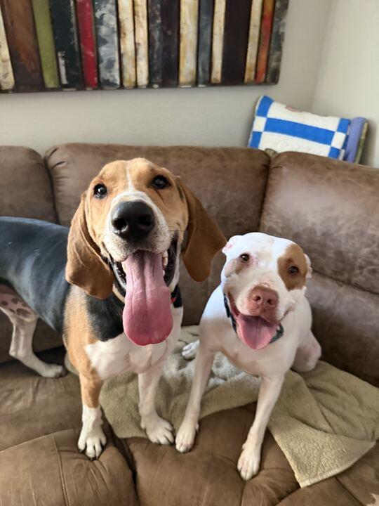 Fox, Adoptable, Adult Male Hound.