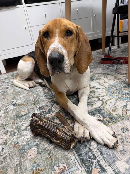 Fox, Adoptable, Adult Male Hound.