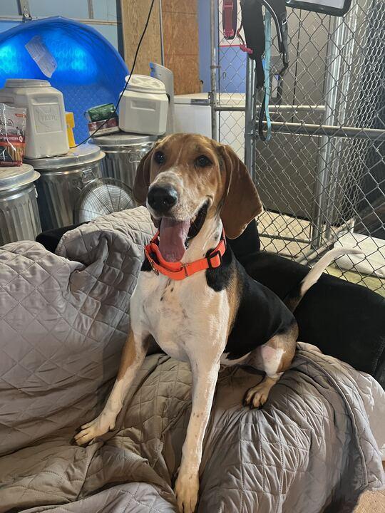 Fox, a Adoptable Hound in Clarksburg, MO image 6/6