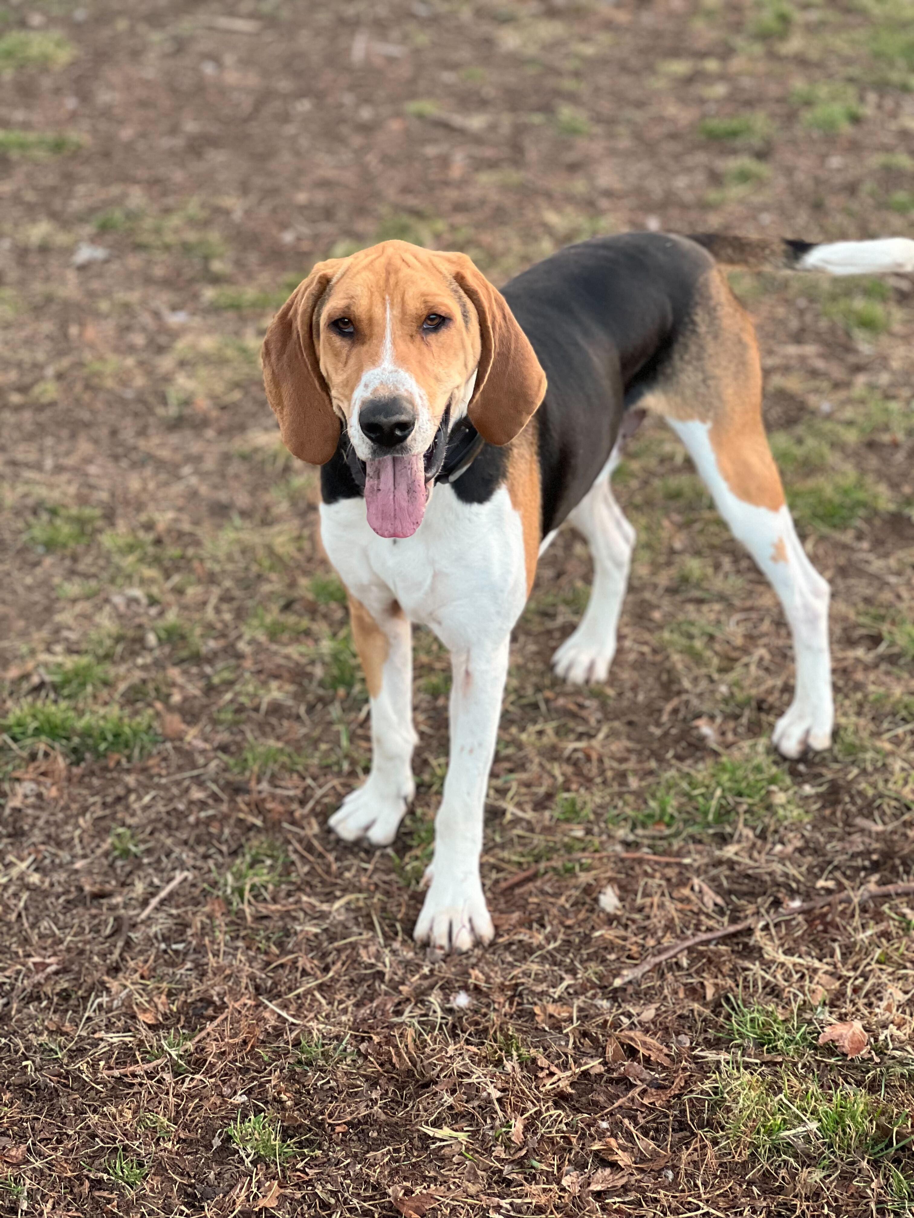 Fox, Adoptable, Adult Male Hound.