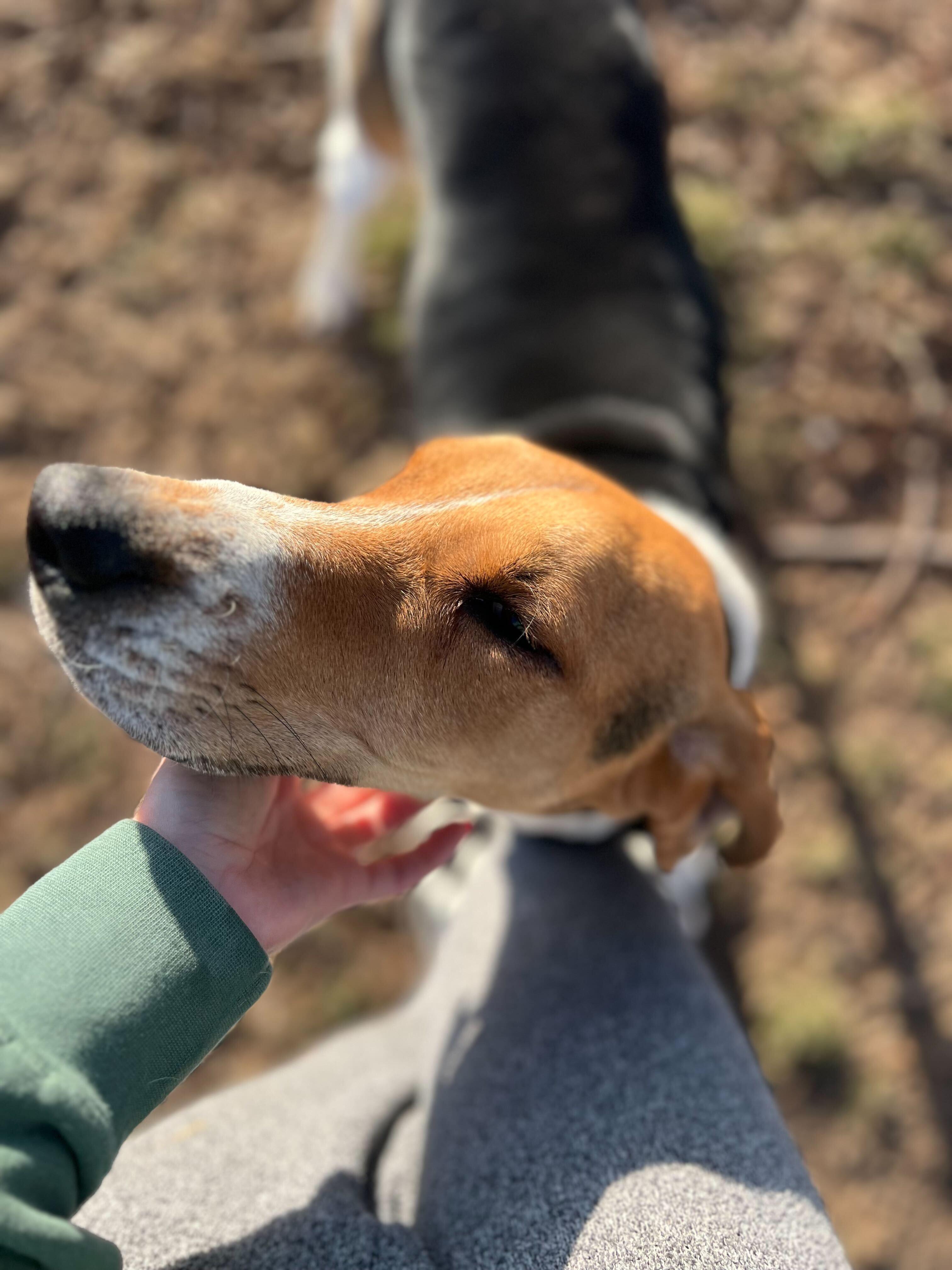 Fox, a Adoptable Hound in Clarksburg, MO image 6/6