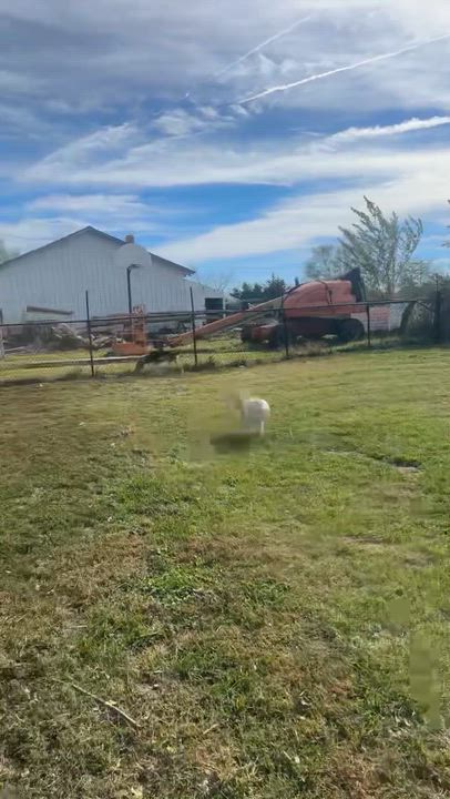 Enlarge Fox, a Adoptable Hound in Clarksburg, MO video 4/4