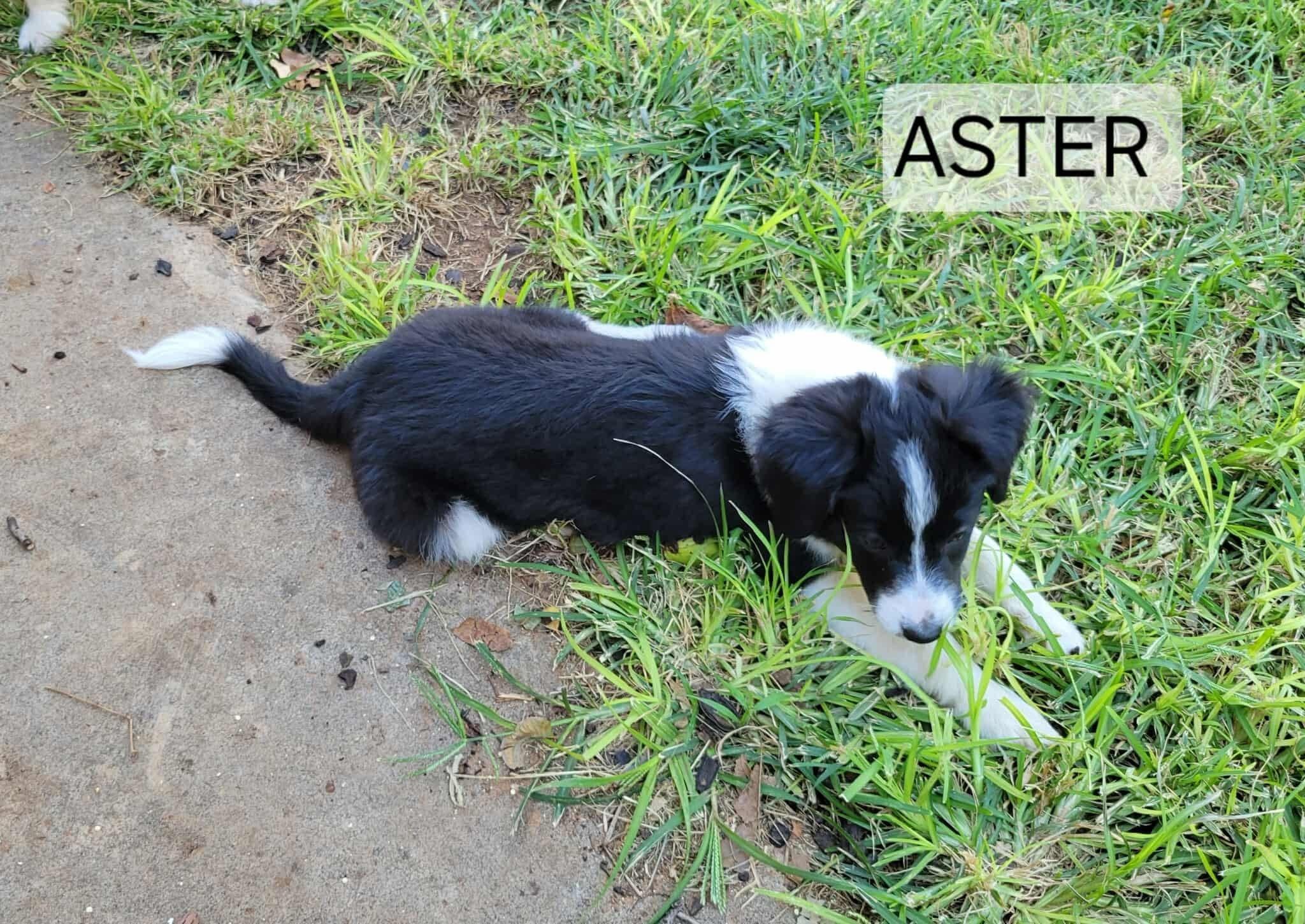 Aster, Adopted, Puppy Male Papillon & Pomapoo.