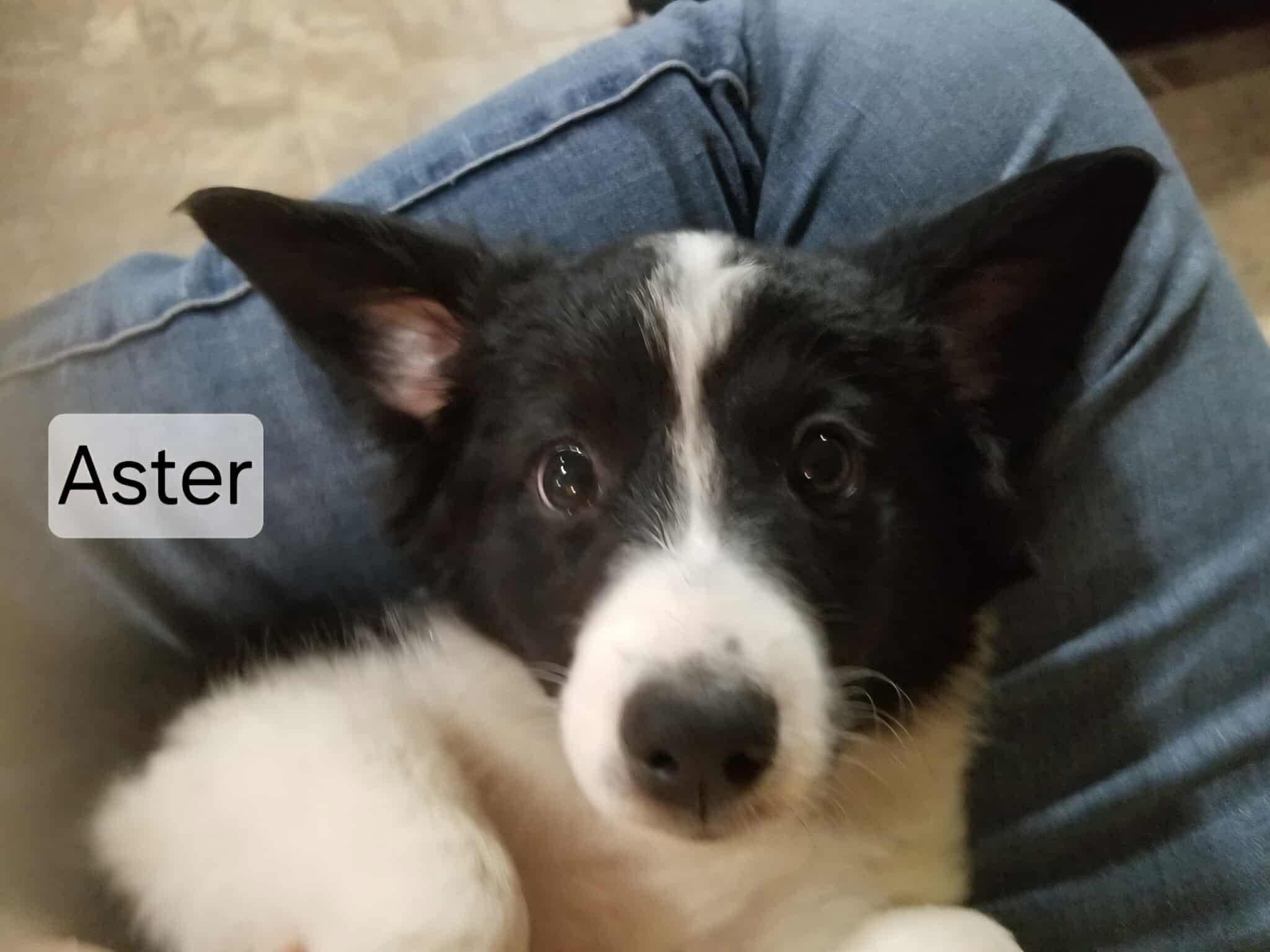 Enlarge Aster, a Adopted mixed breed in Joliet, IL image 2/2