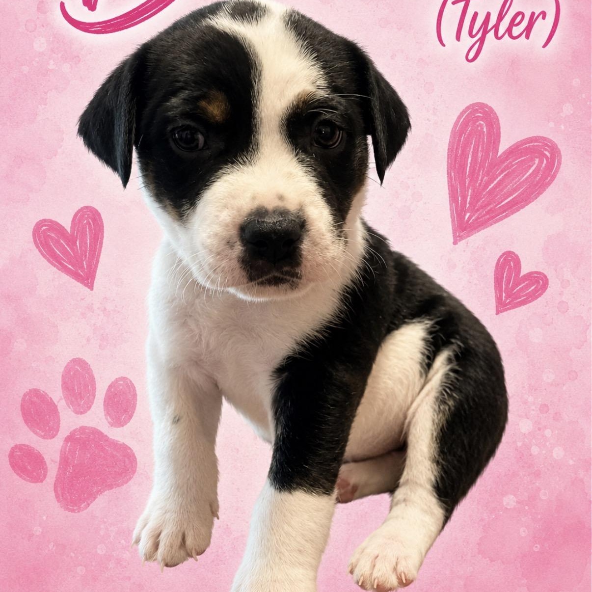 Bonnie, a ADOPTABLE mixed breed in Calabash, NC image 2/3