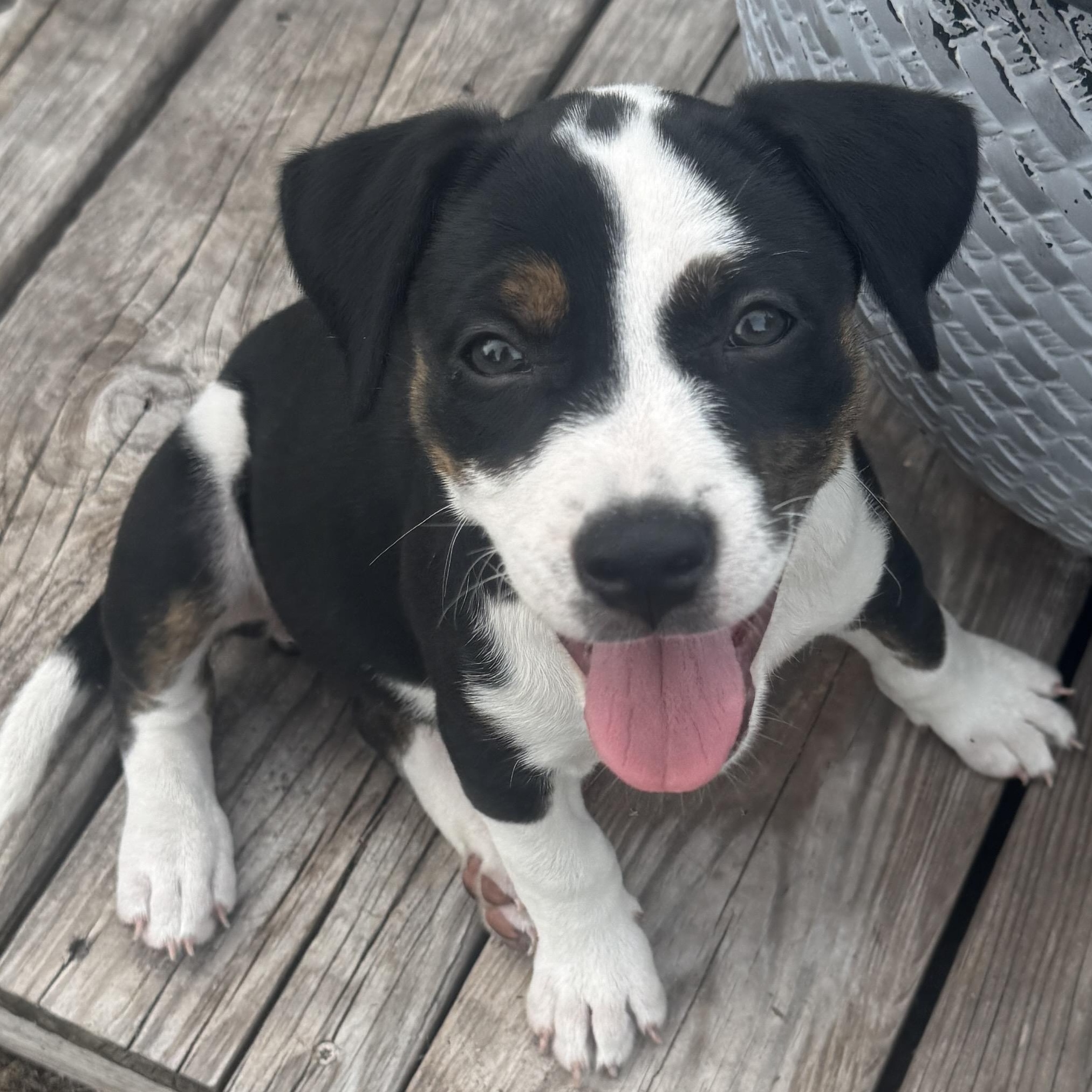 Bonnie, ADOPTABLE, Young Female Hound.