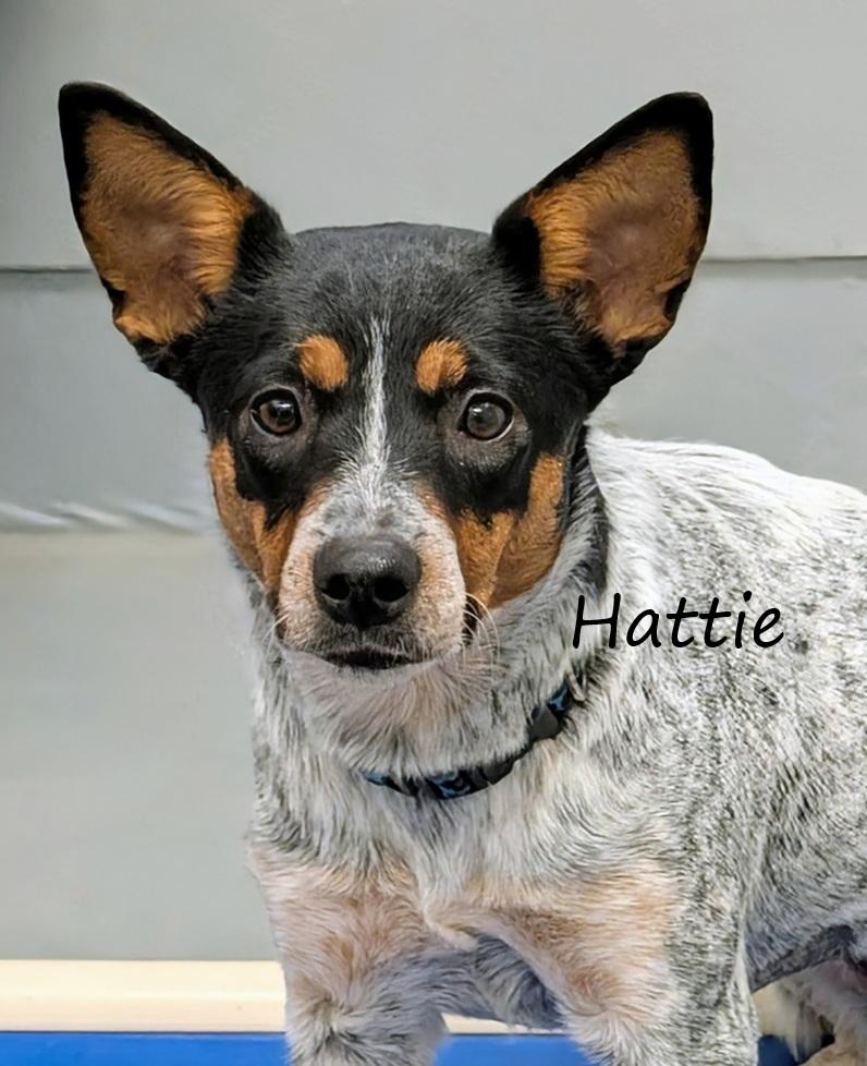 Hattie, an adopted mixed breed in Aurora, NE image 1/3