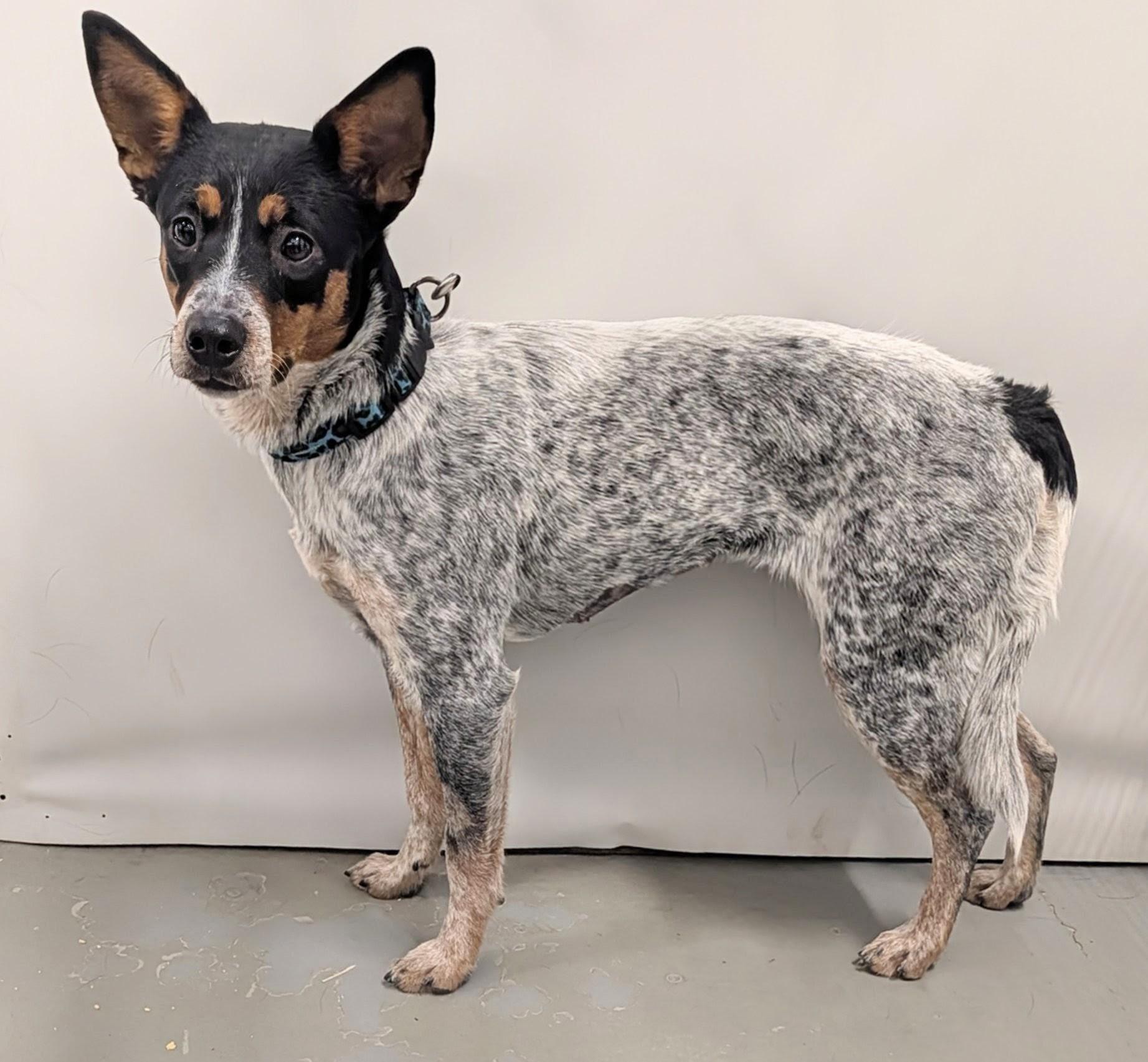 Hattie, an adopted mixed breed in Aurora, NE image 2/3