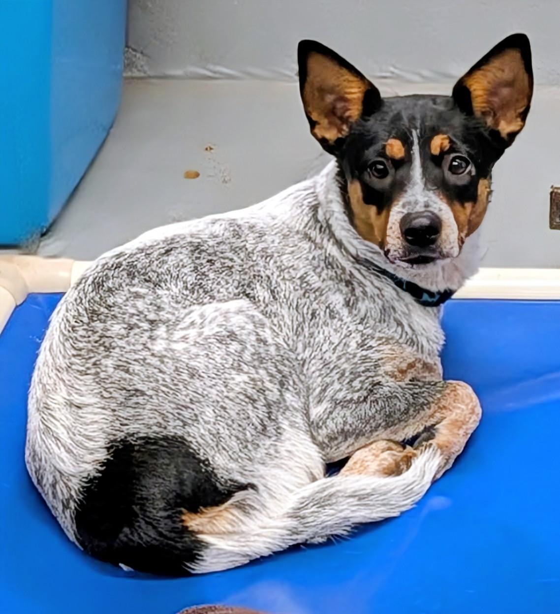 Hattie, an adopted mixed breed in Aurora, NE image 3/3