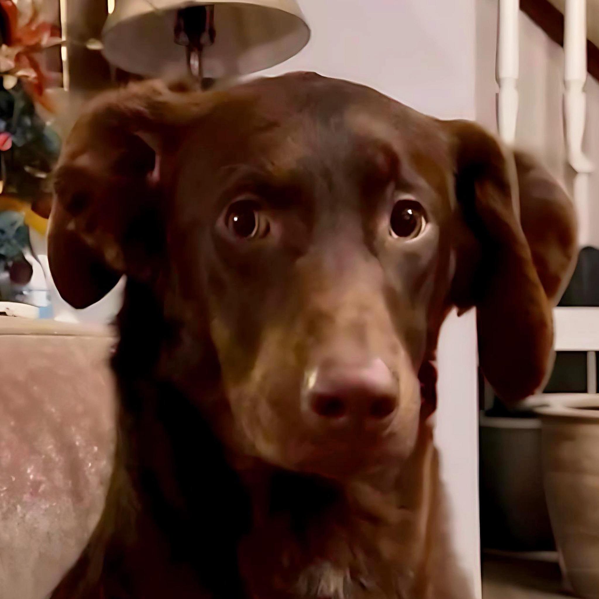 Winston, adoptable, Puppy Male Chocolate Labrador Retriever & Black and Tan Coonhound.