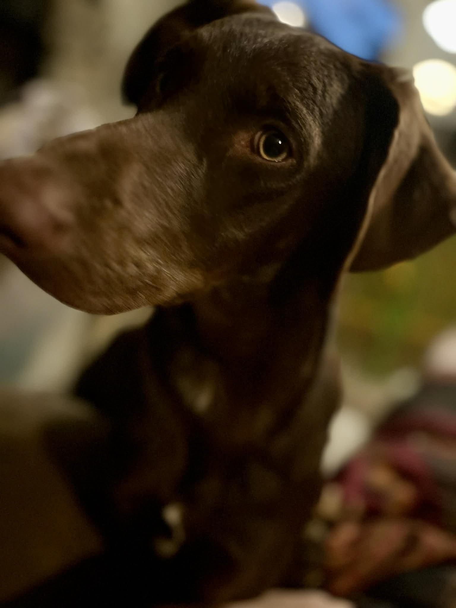 Enlarge Winston, an adoptable mixed breed in Cincinnati, OH image 2/3