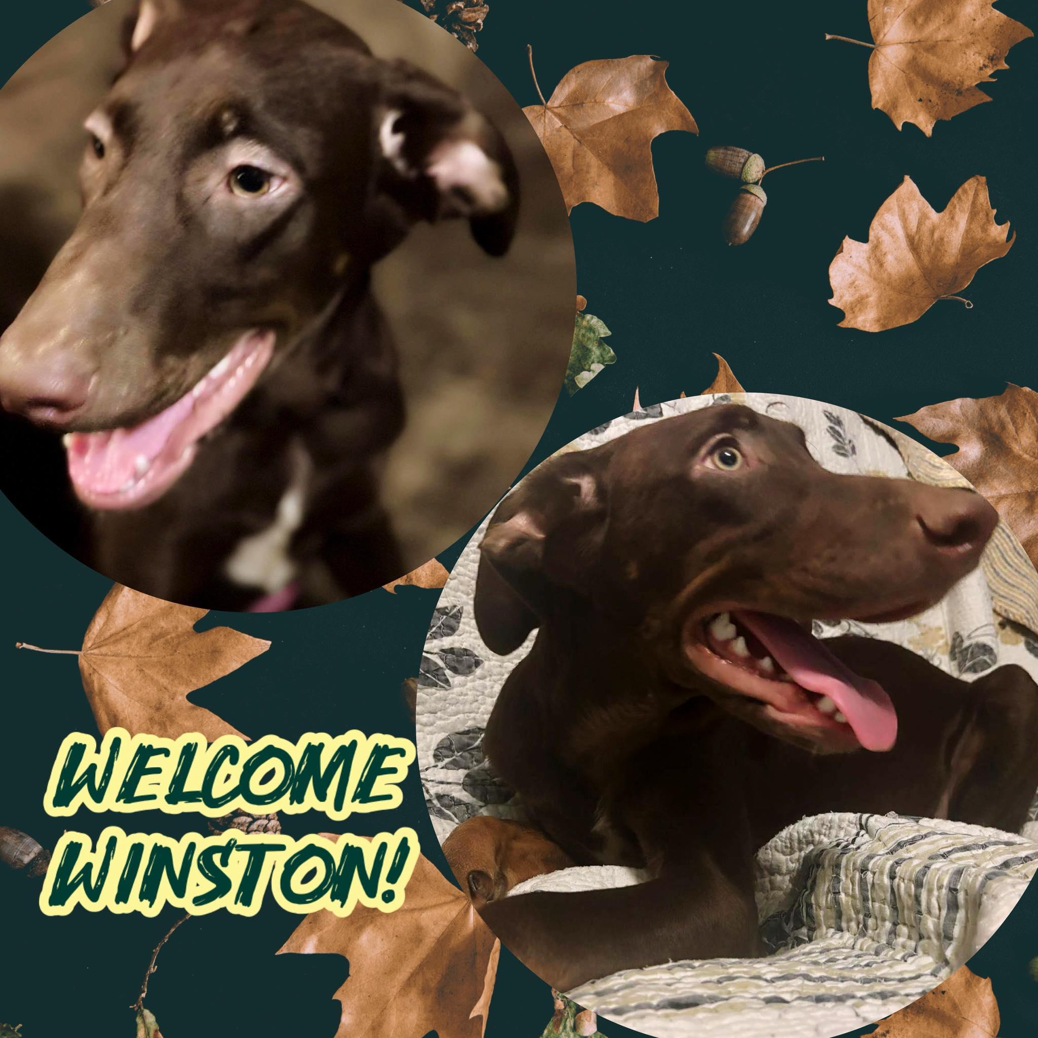 Winston, Adoptable, Puppy Male Chocolate Labrador Retriever & Black and Tan Coonhound.