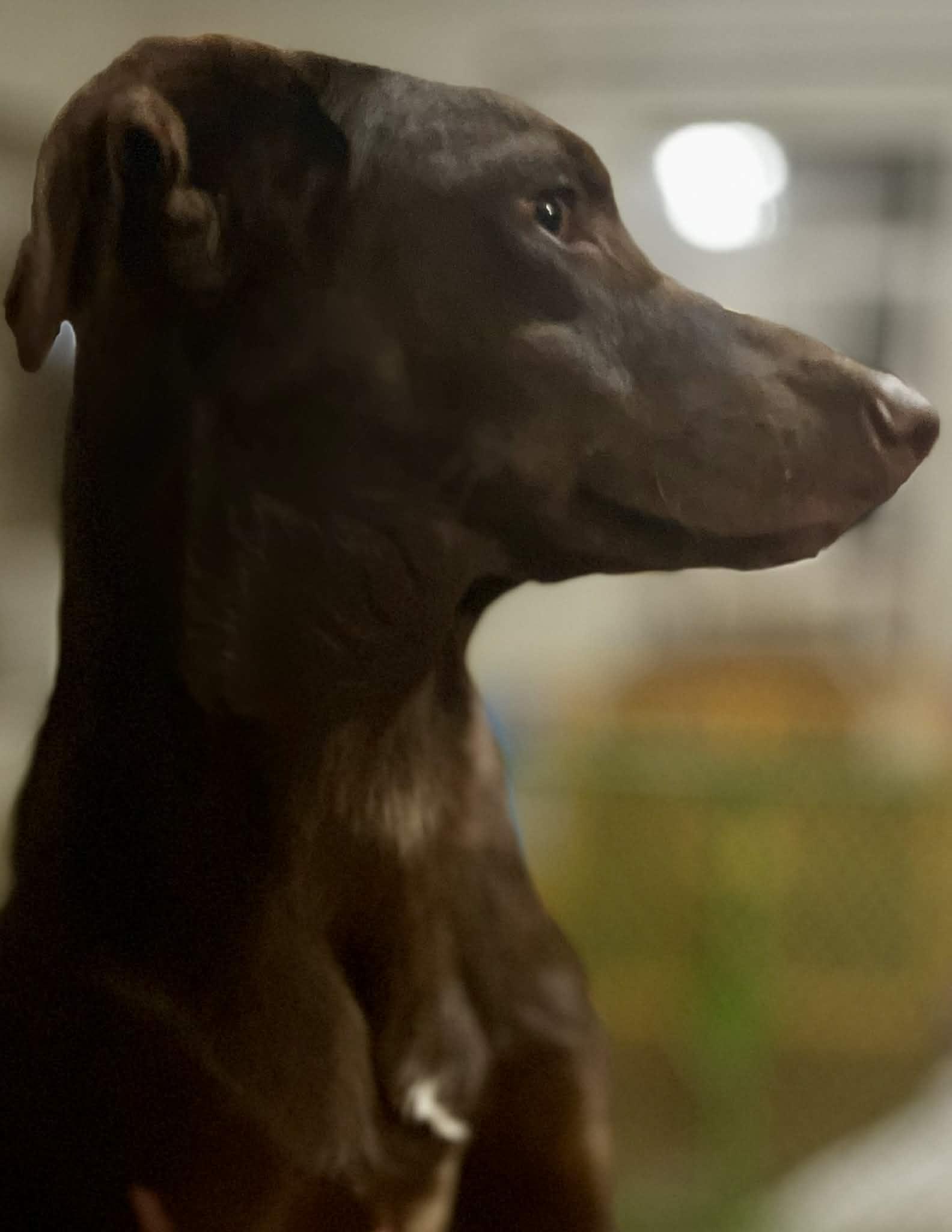 Enlarge Winston, an adoptable mixed breed in Cincinnati, OH image 3/3