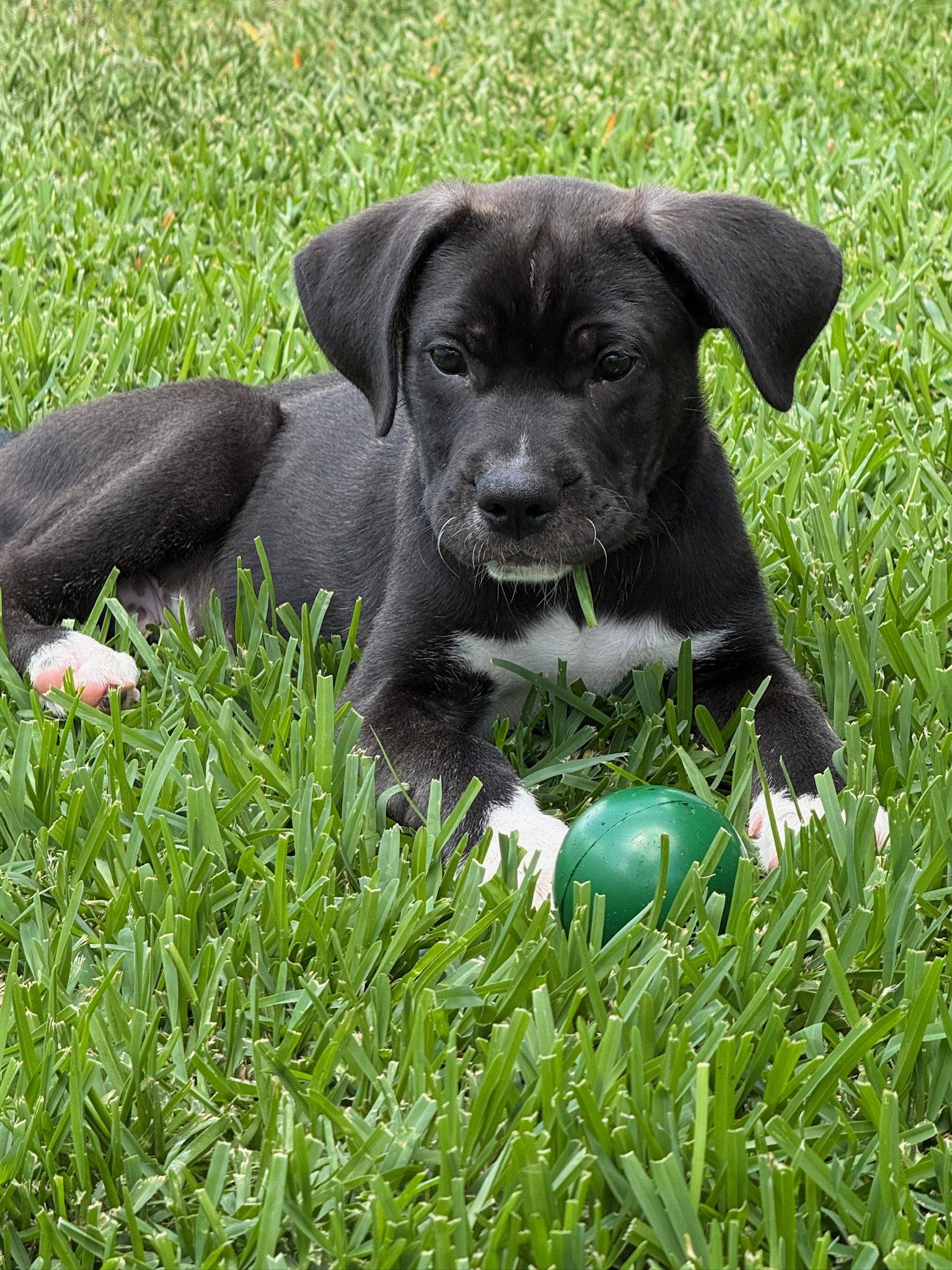 Ranger, Adopted, Puppy Male Mixed Breed.