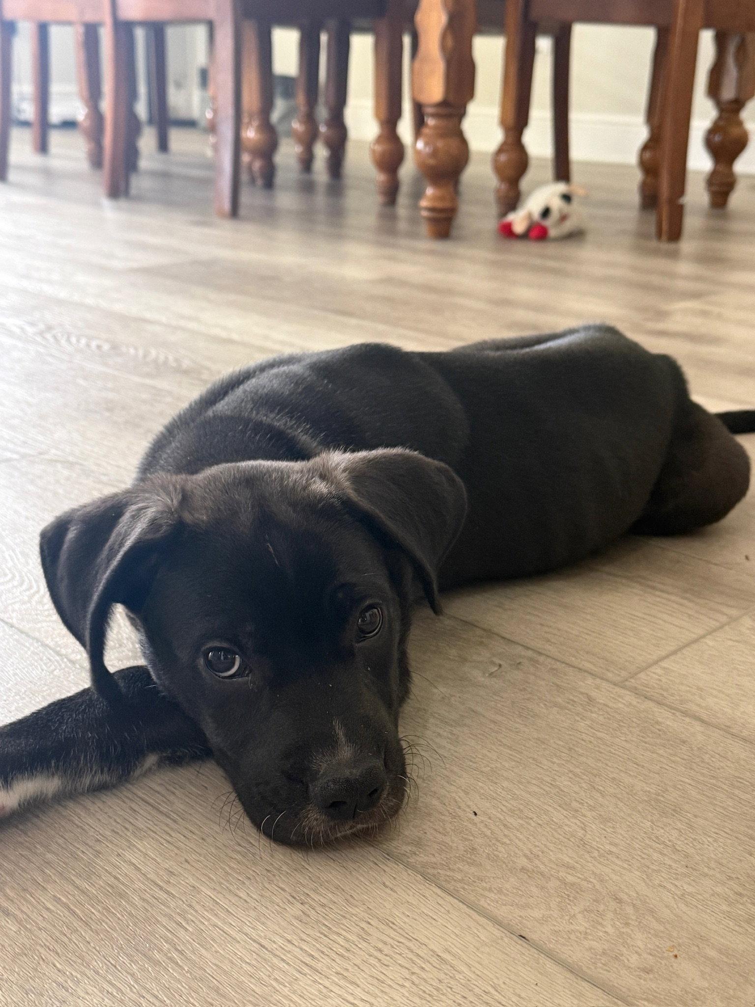 Enlarge Ranger, a Adopted Mixed Breed in Orlando, FL image 3/3