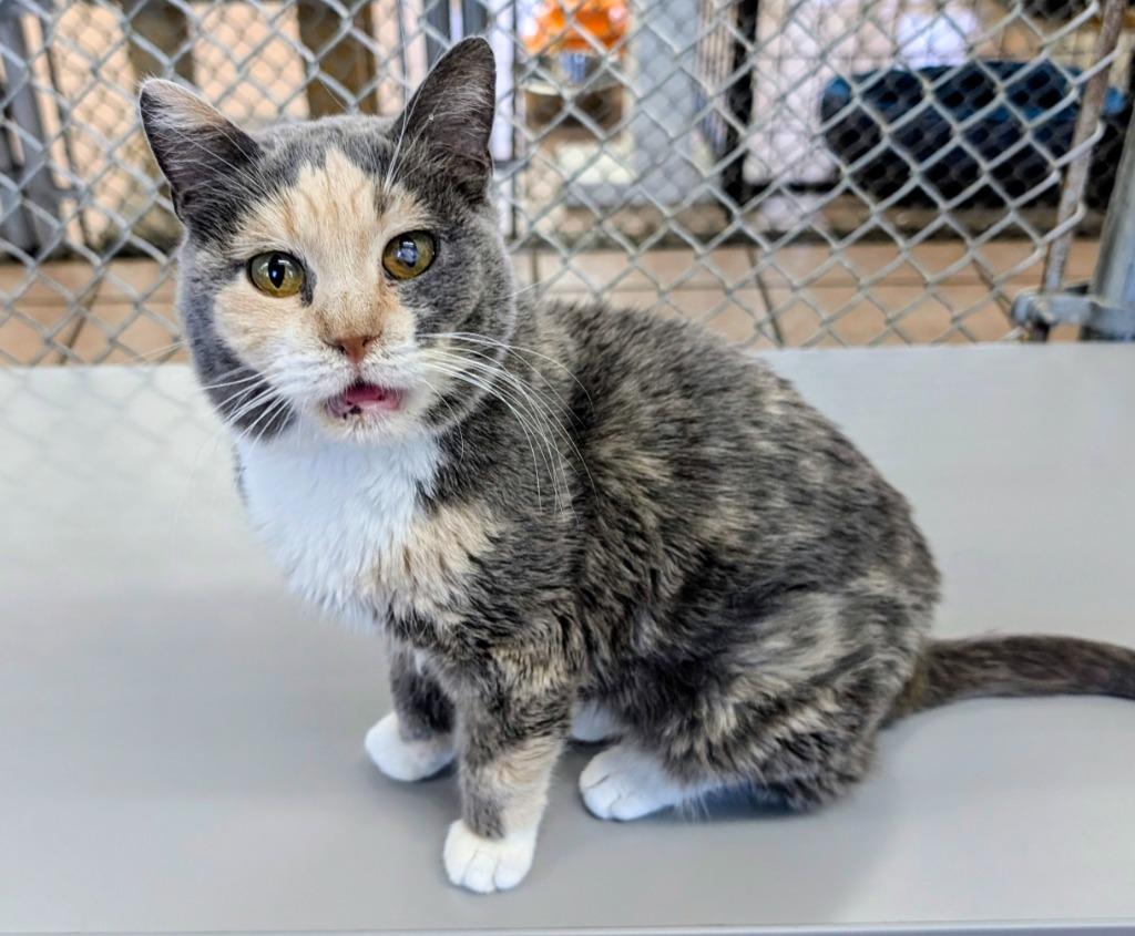 MoonBeam, Adoptable, Adult Female Domestic Short Hair.