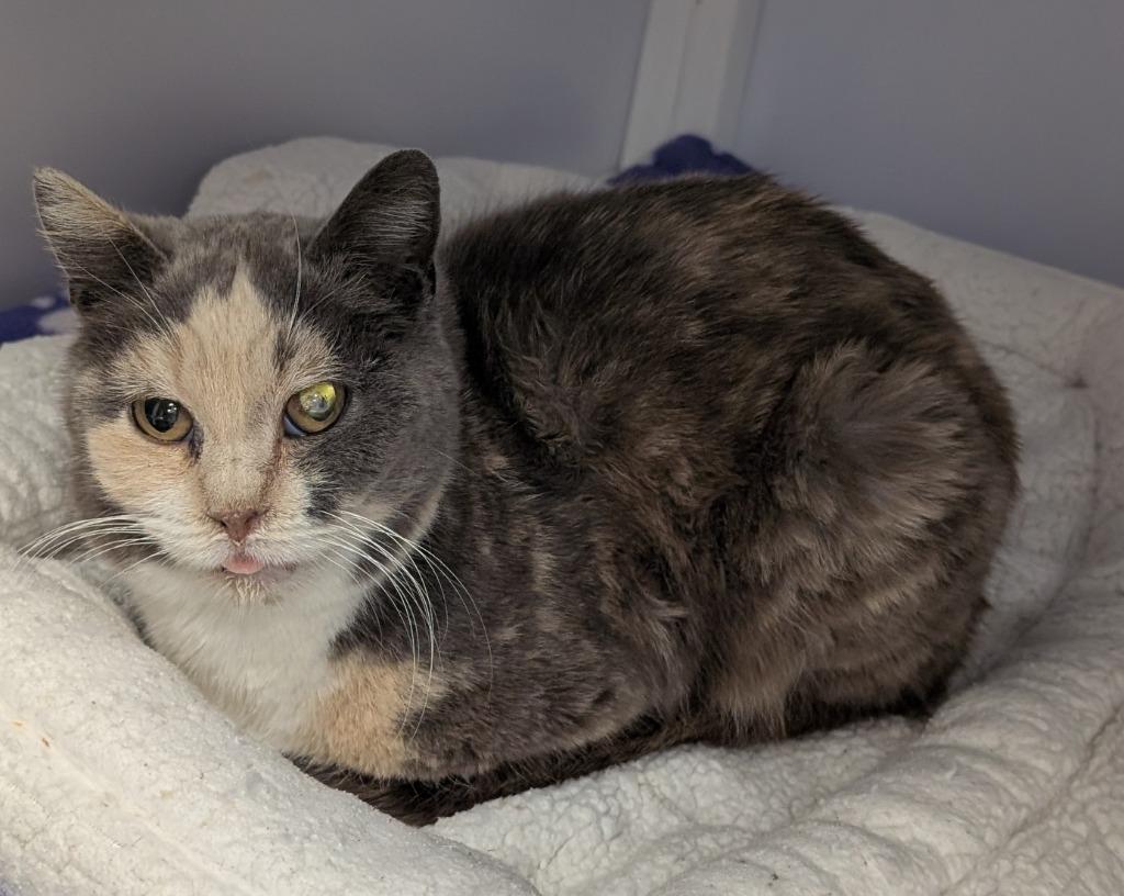 Enlarge MoonBeam, a Adoptable mixed breed in Peoria, AZ image 2/2