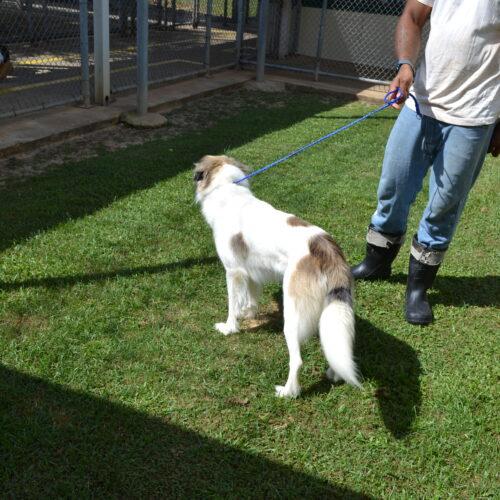 Dean Dillion, Adoptable, Adult Male Border Collie & Anatolian Shepherd.
