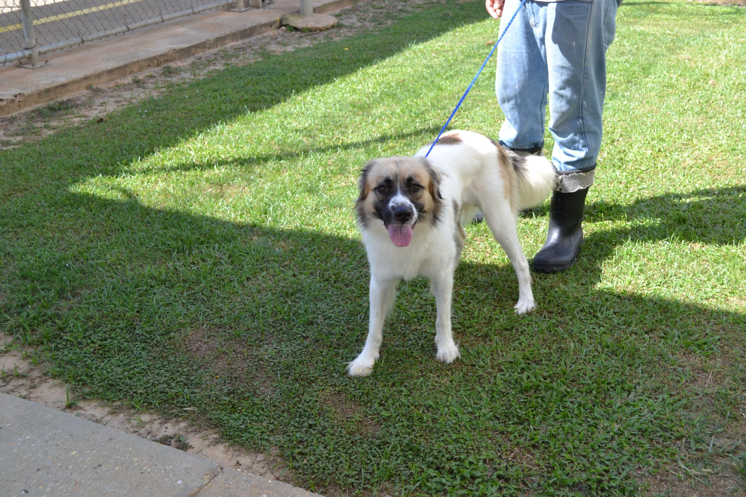 Enlarge Dean Dillion, a Adoptable mixed breed in Jackson, LA image 2/3