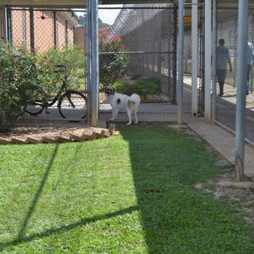 Enlarge Dean Dillion, a Adoptable mixed breed in Jackson, LA image 3/3