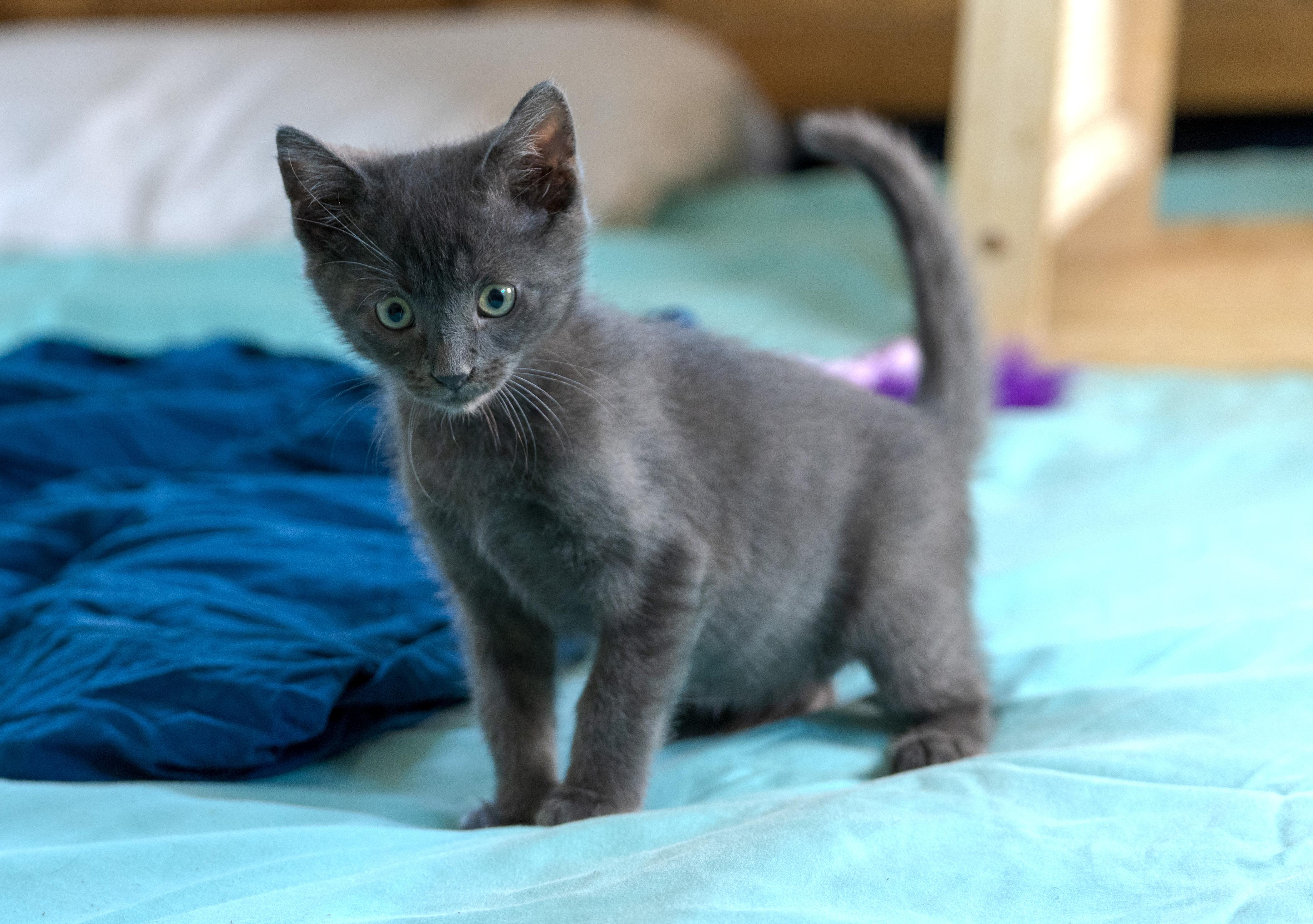 Enlarge Pancake, a Adoptable Domestic Medium Hair in Danbury, CT image 3/6