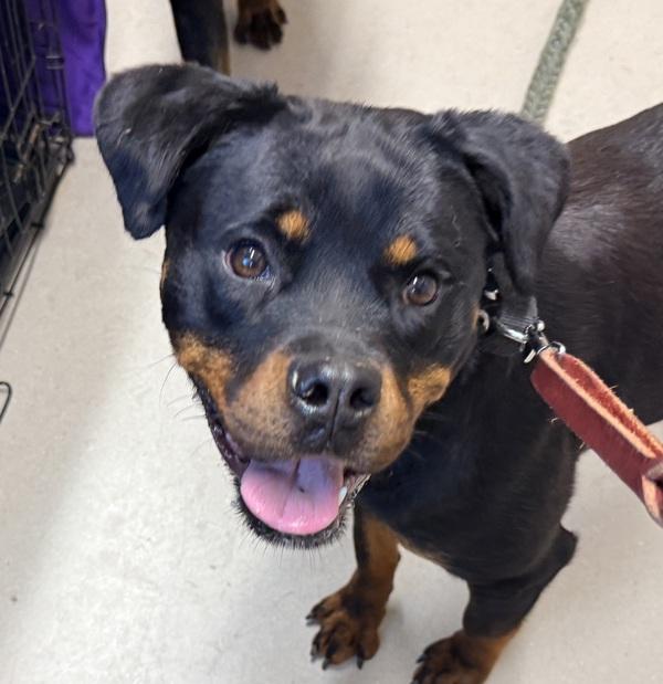 Roxanne, Adoptable, Young Female Rottweiler.