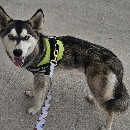 Indy, a Adoptable Siberian Husky in Kirksville, MO image 1/2