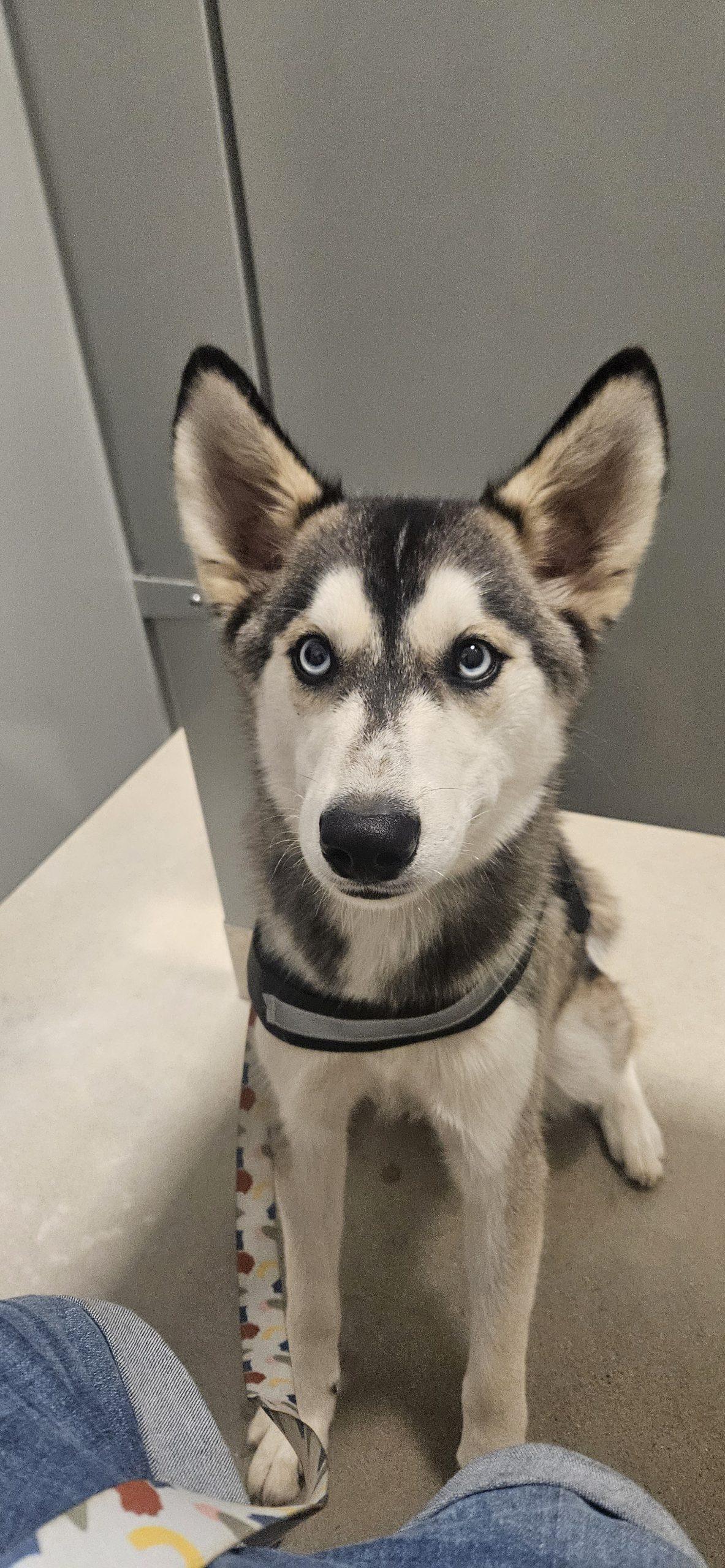 Indy, a Adoptable Siberian Husky in Kirksville, MO image 2/2
