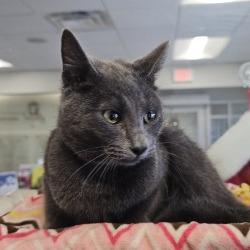 Pewter, Adoptable, Young Female Domestic Short Hair.