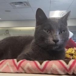 Enlarge Pewter, a Adoptable Domestic Short Hair in Saint Cloud, MN image 3/6