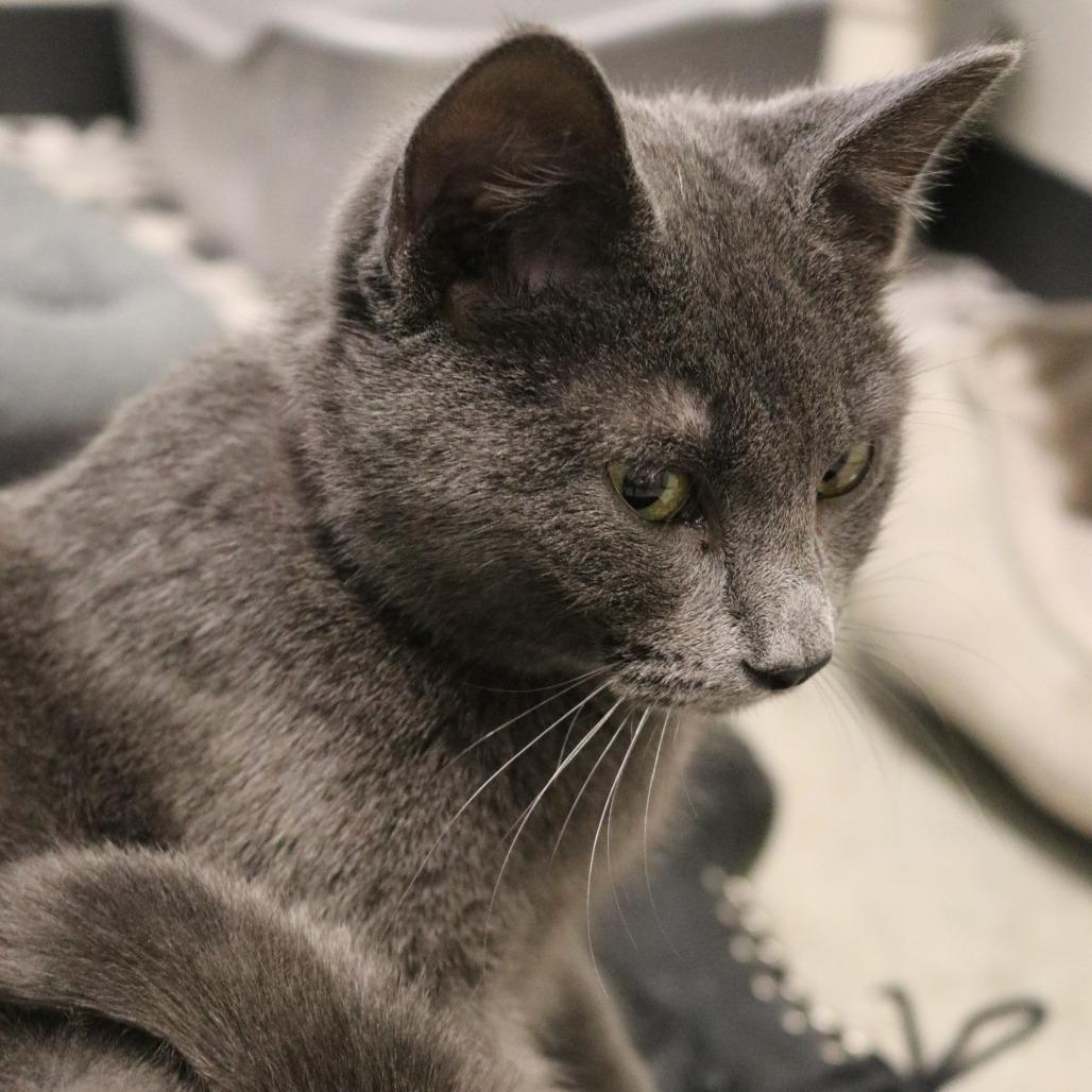 Enlarge Pewter, a Adoptable Domestic Short Hair in Saint Cloud, MN image 4/6