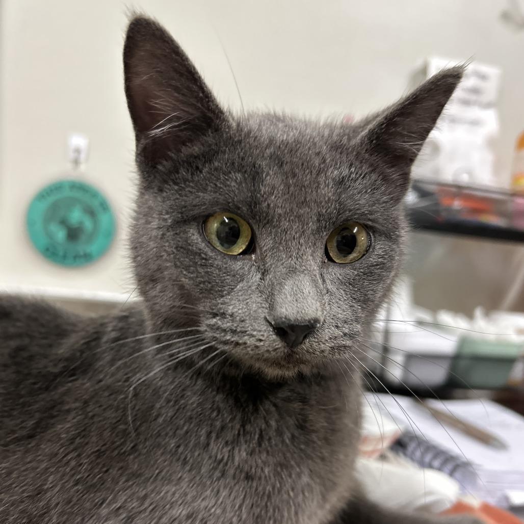 Enlarge Pewter, a Adoptable Domestic Short Hair in Saint Cloud, MN image 5/6