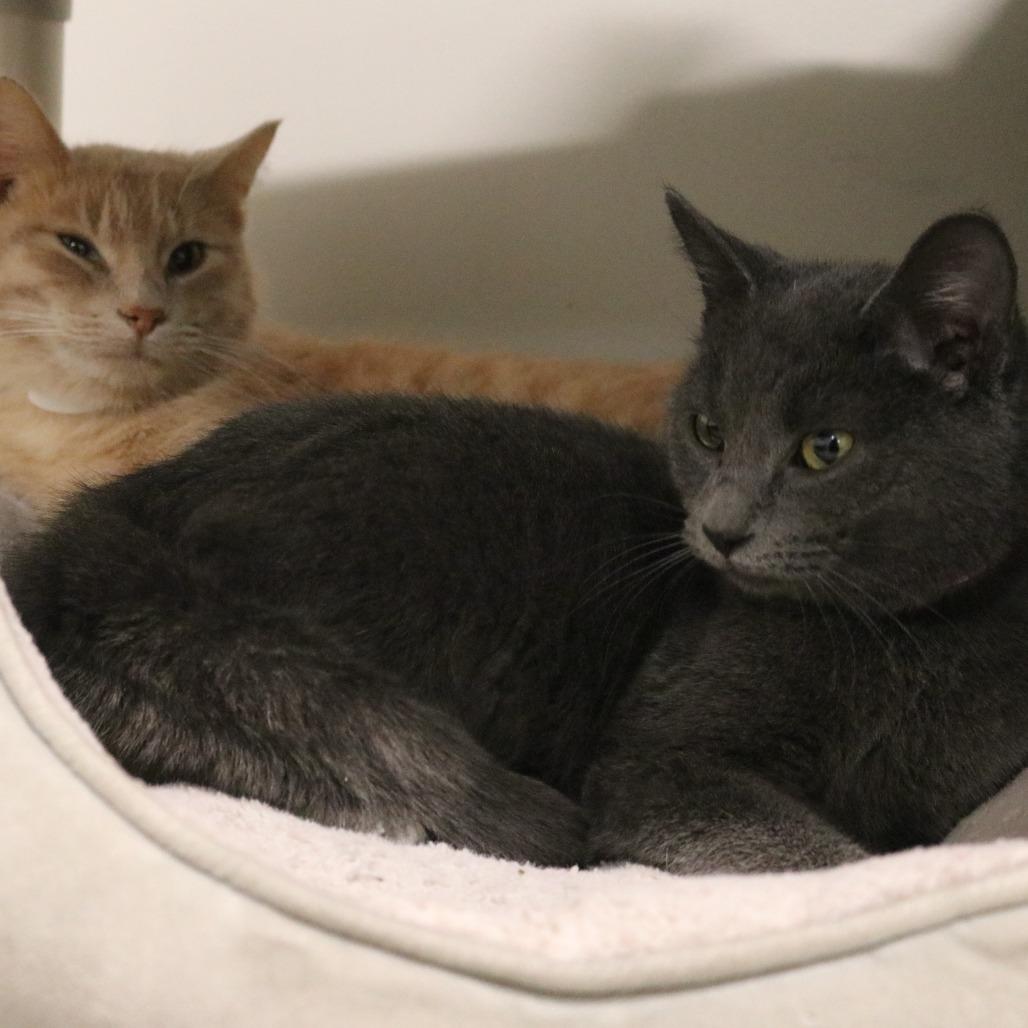 Enlarge Pewter, a Adoptable Domestic Short Hair in Saint Cloud, MN image 6/6