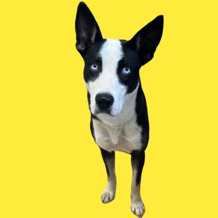 Enlarge Indie, a Adoptable mixed breed in Tuscaloosa, AL image 1/1