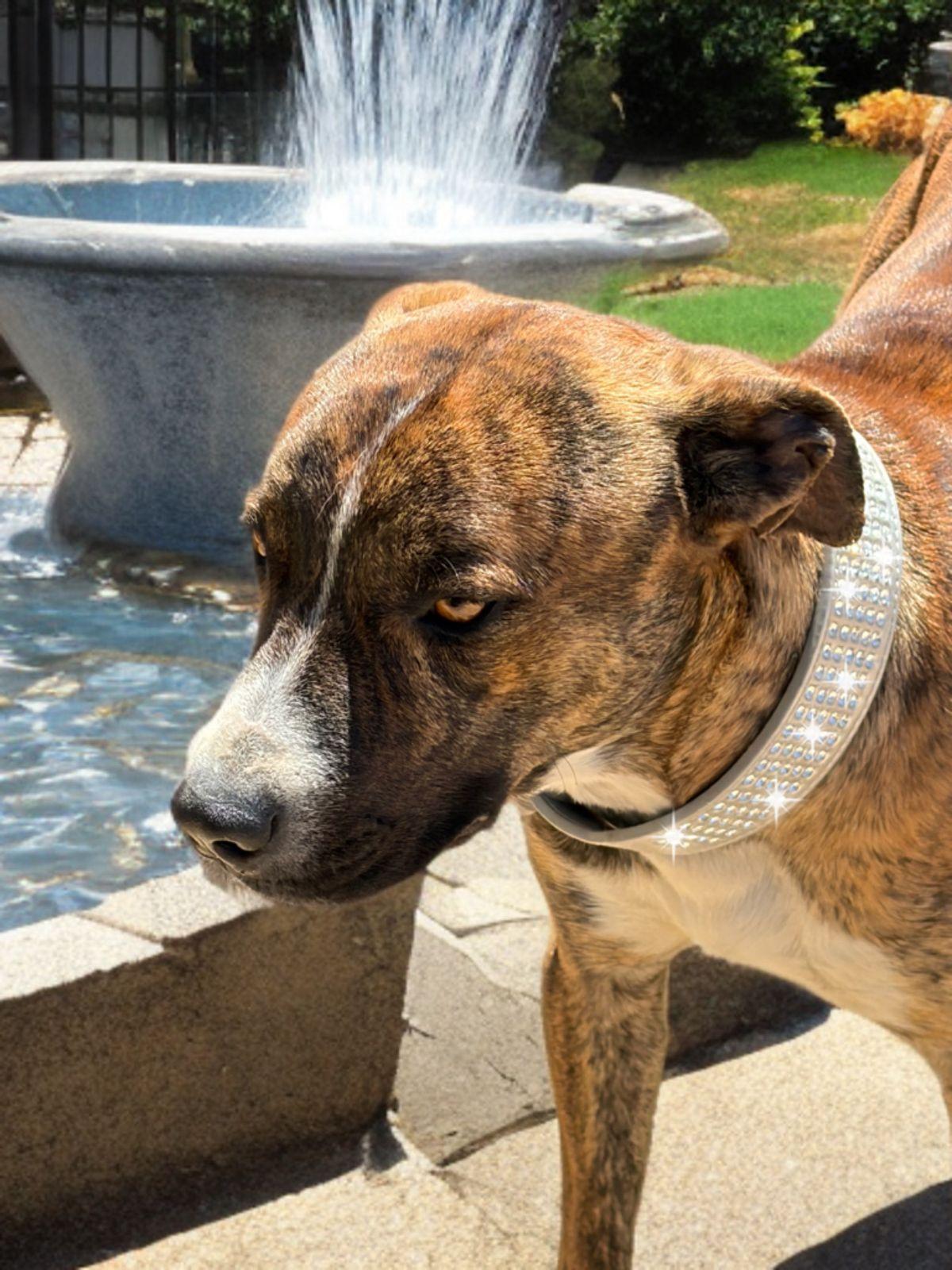 Enlarge Handsome, a Adoptable mixed breed in Kingman, AZ image 1/1