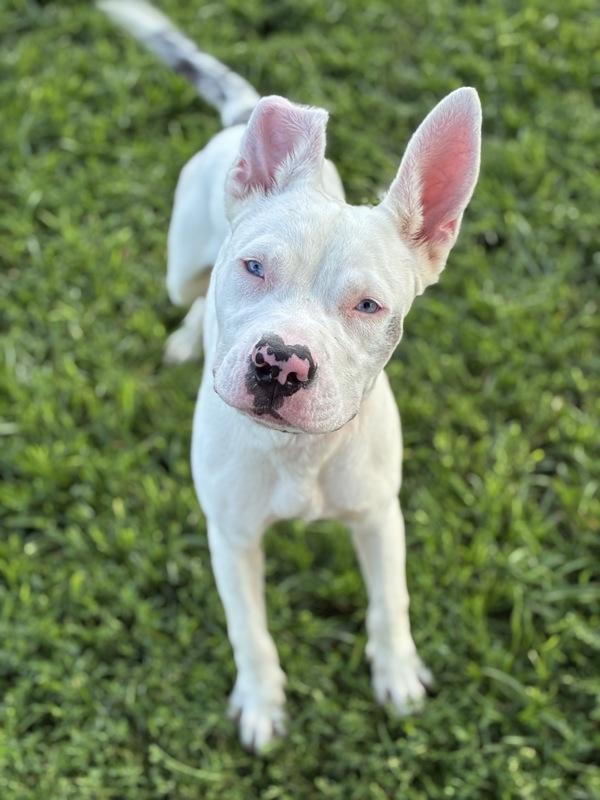 Speak Up!, Adoptable, Young Male Pit Bull Terrier.