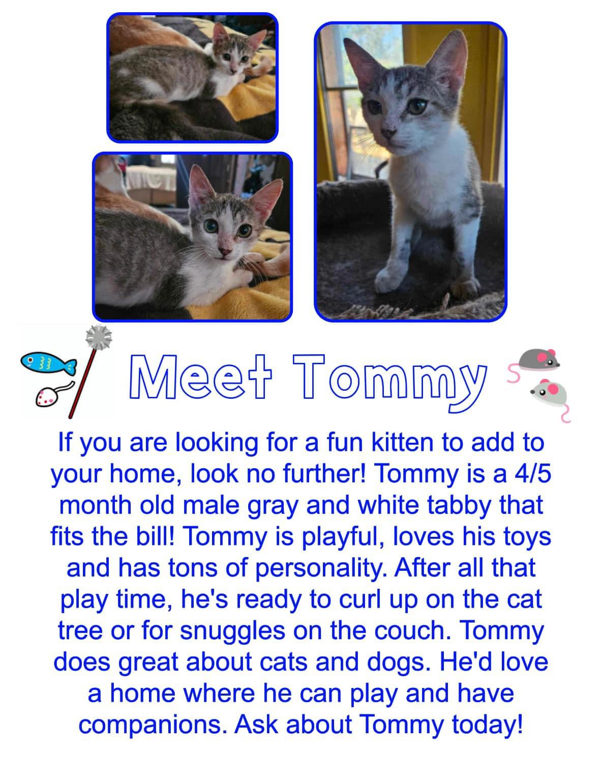 Tommy, Adopted, Young Male Domestic Short Hair.