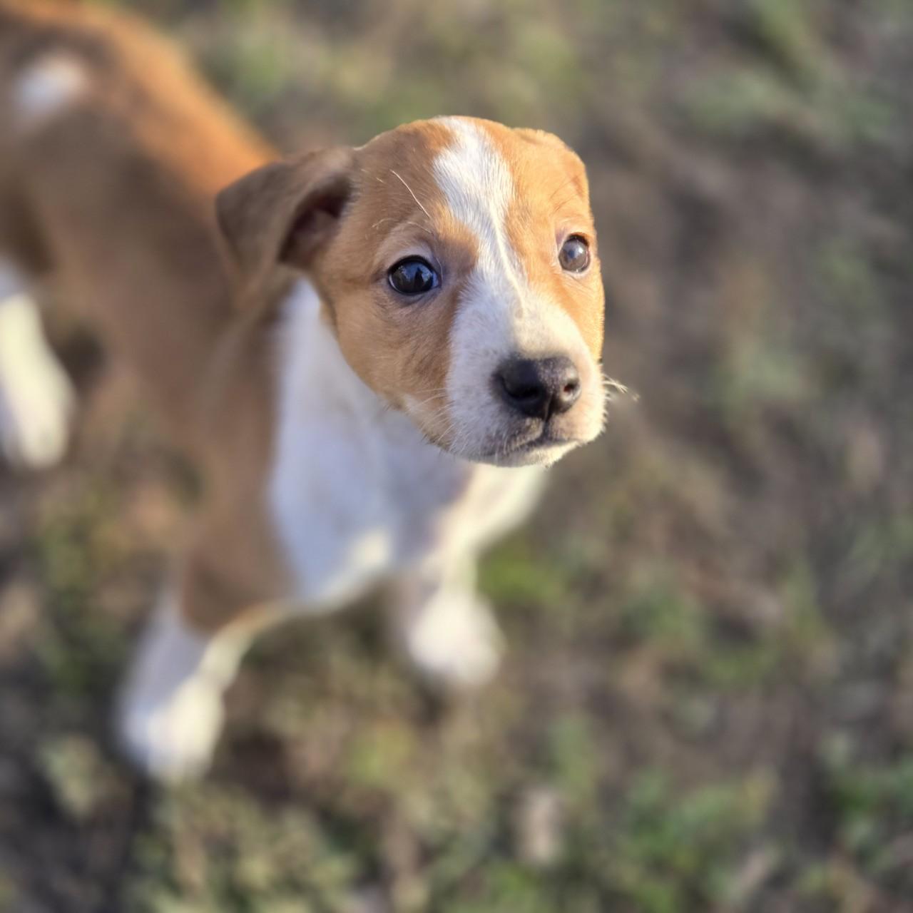 Ivy Rose, ADOPTABLE, Puppy Female Chihuahua & Cattle Dog.
