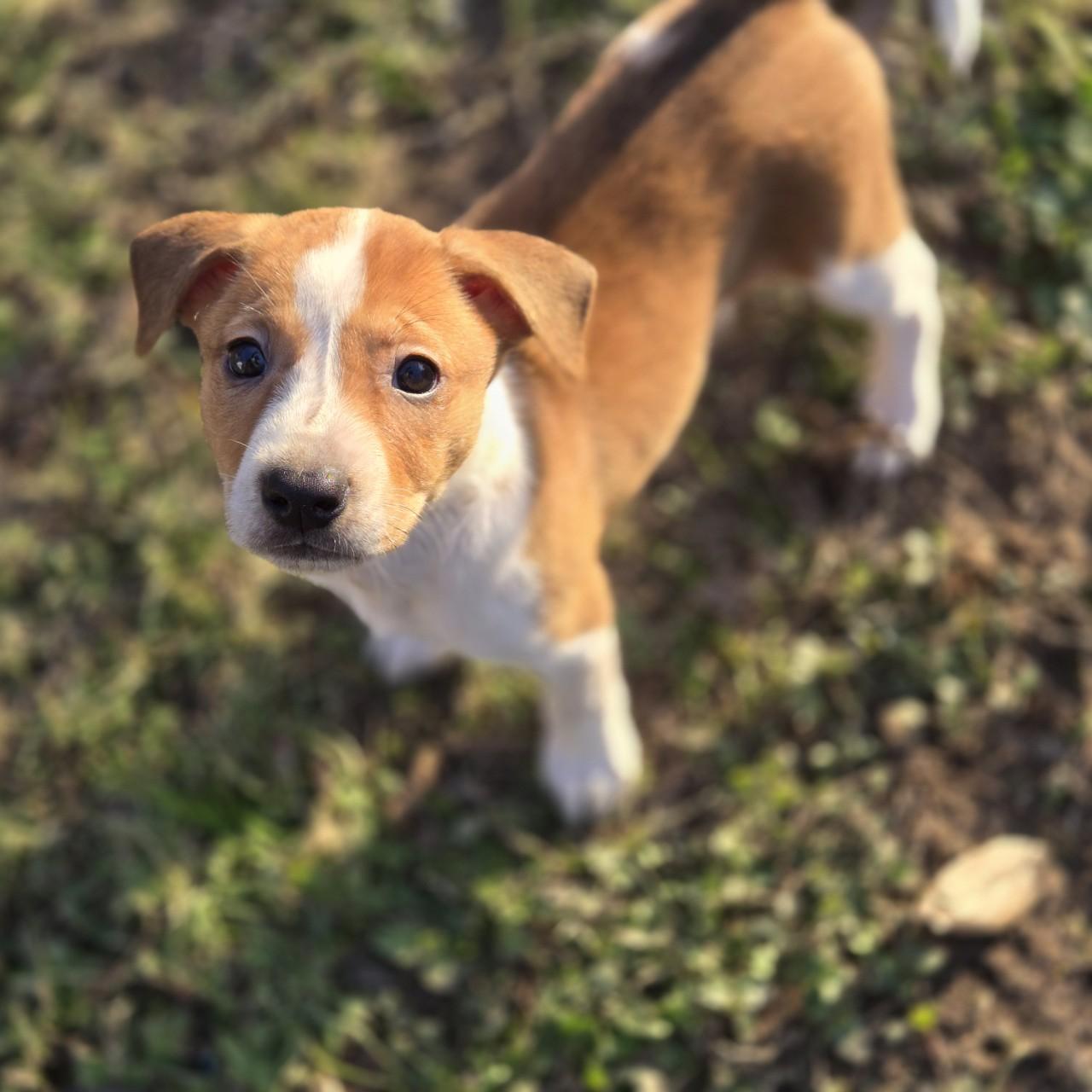 Enlarge Ivy Rose, a ADOPTABLE mixed breed in Mansfield, TX image 2/3