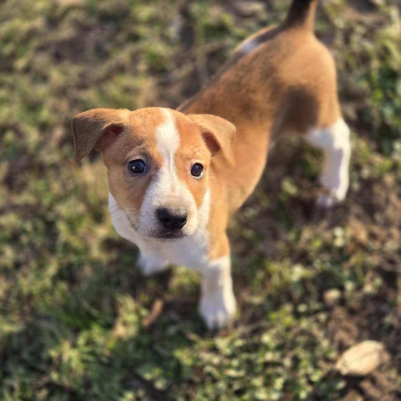 Enlarge Ivy Rose, a ADOPTABLE mixed breed in Mansfield, TX image 3/3