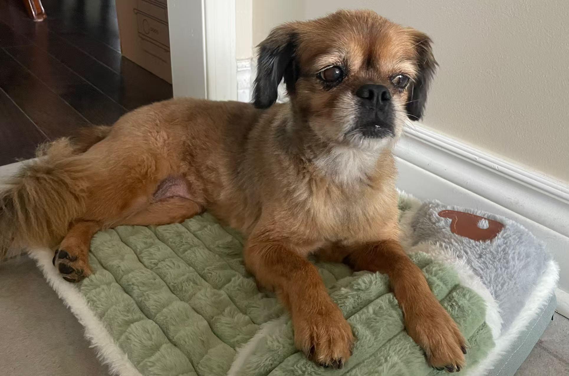 Tina Turner, a Adopted Mixed Breed in North York, ON image 4/6