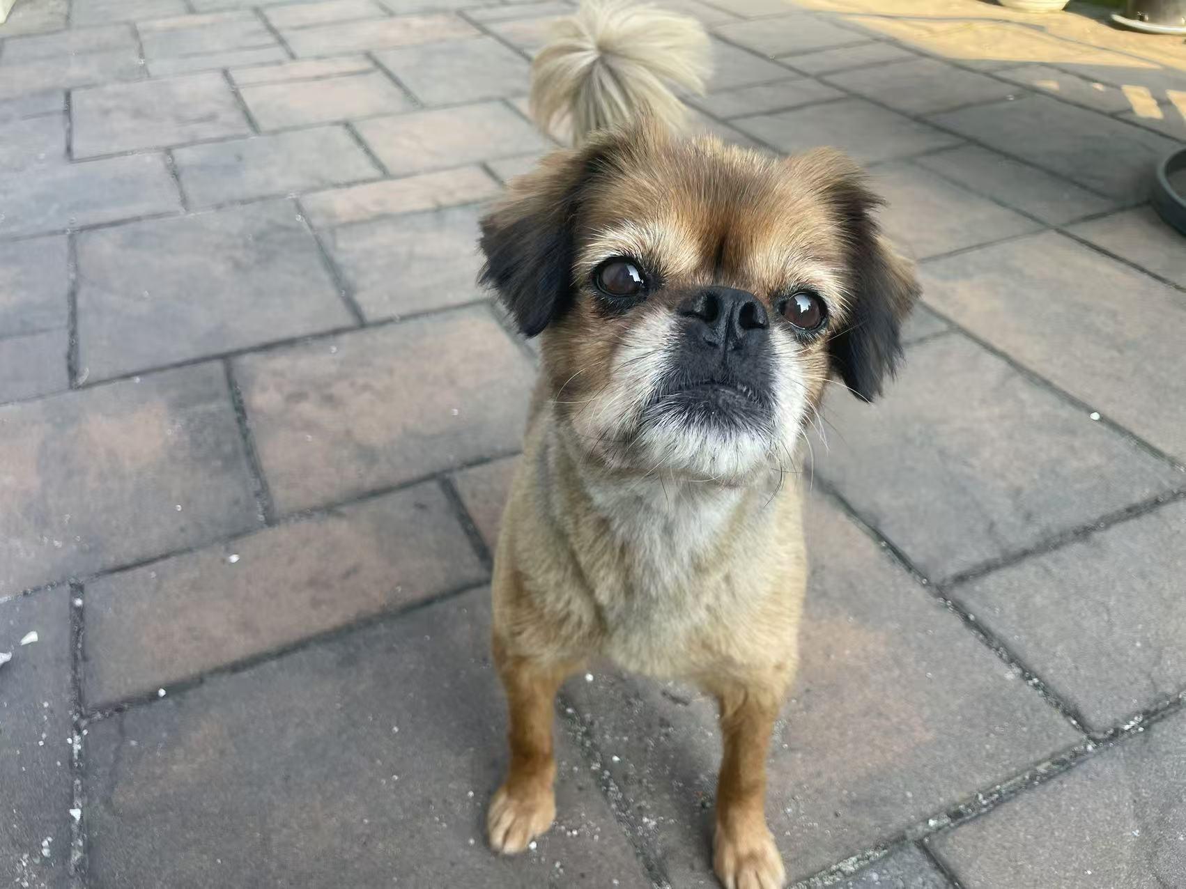Tina Turner, a Adopted Mixed Breed in North York, ON image 1/6