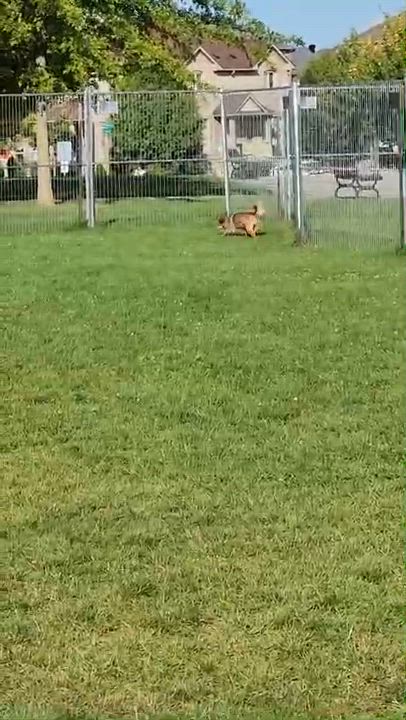 Enlarge Tina Turner, a Adopted Mixed Breed in North York, ON video 2/6