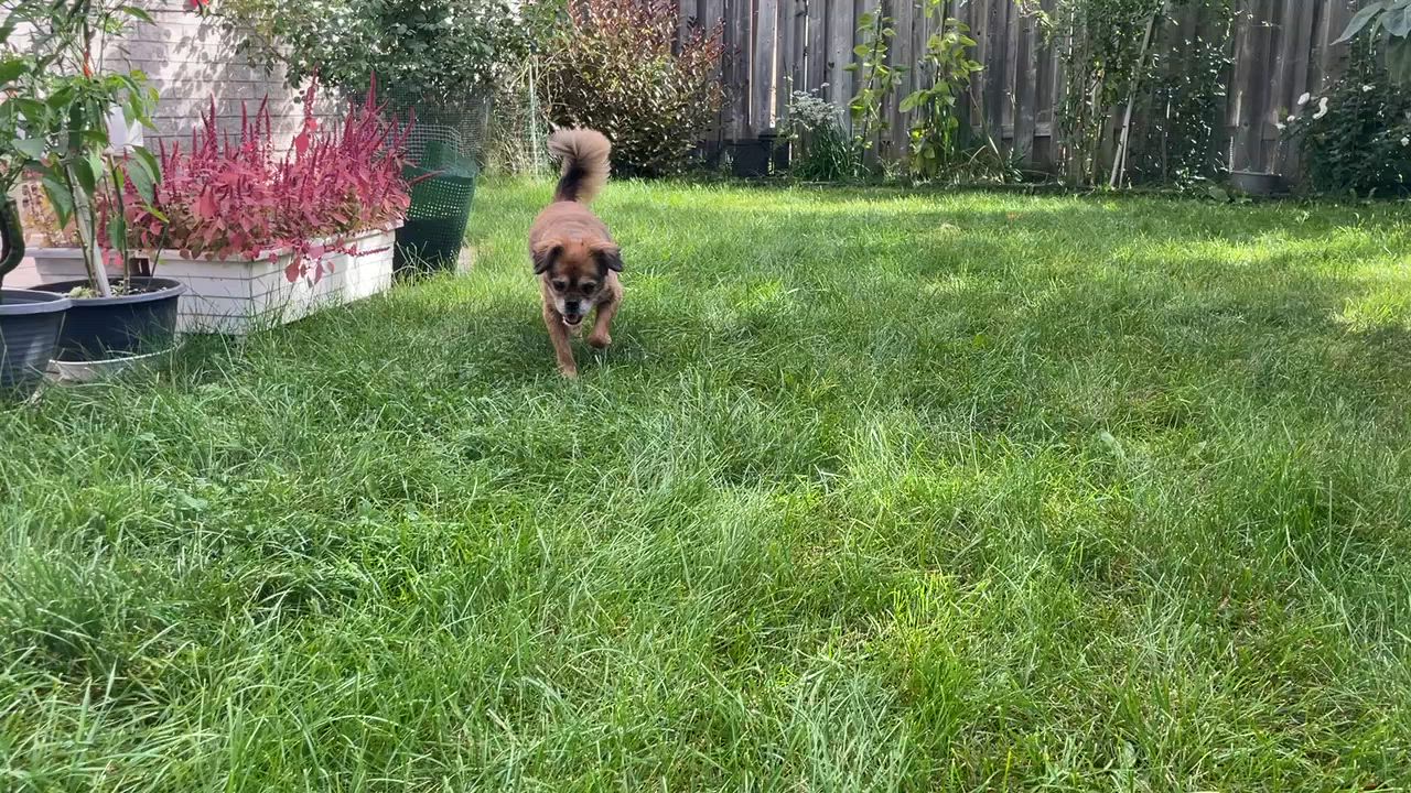 Enlarge Tina Turner, a Adopted Mixed Breed in North York, ON video 5/6