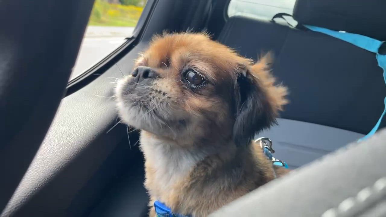 Enlarge Tina Turner, a Adopted Mixed Breed in North York, ON video 6/6