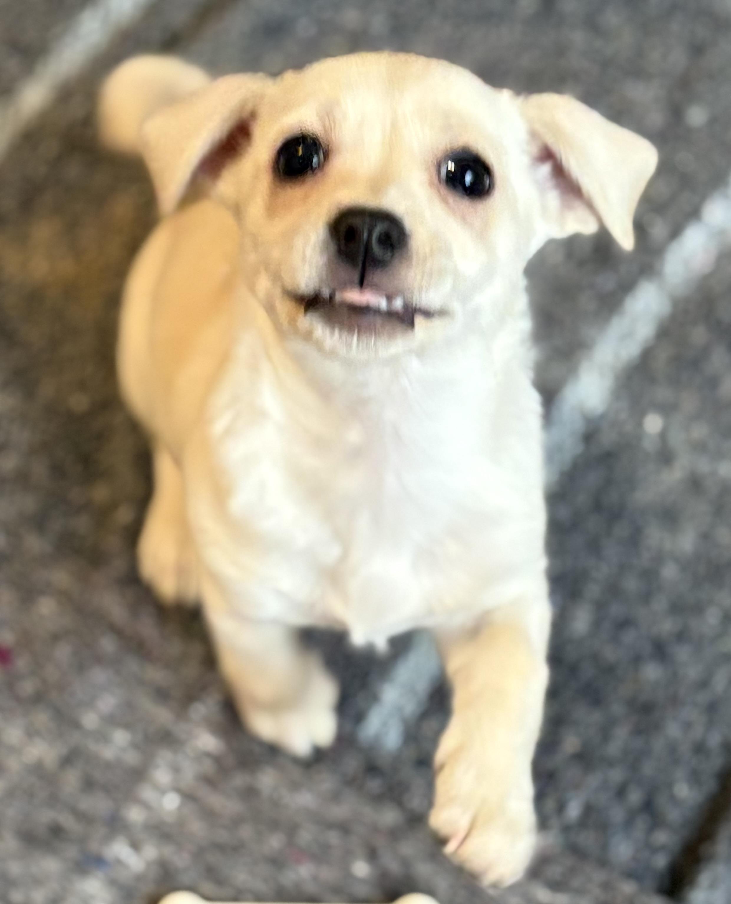 Bubbles, a ADOPTABLE mixed breed in Red Bluff, CA image 3/4