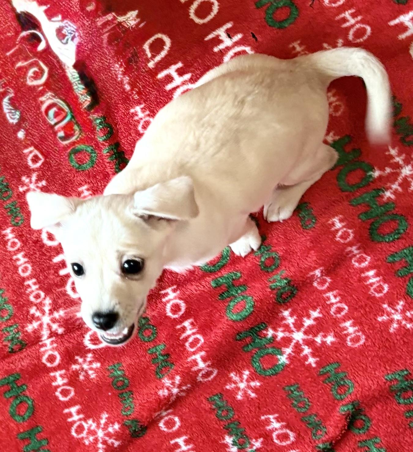 Bubbles, a ADOPTABLE mixed breed in Red Bluff, CA image 4/4