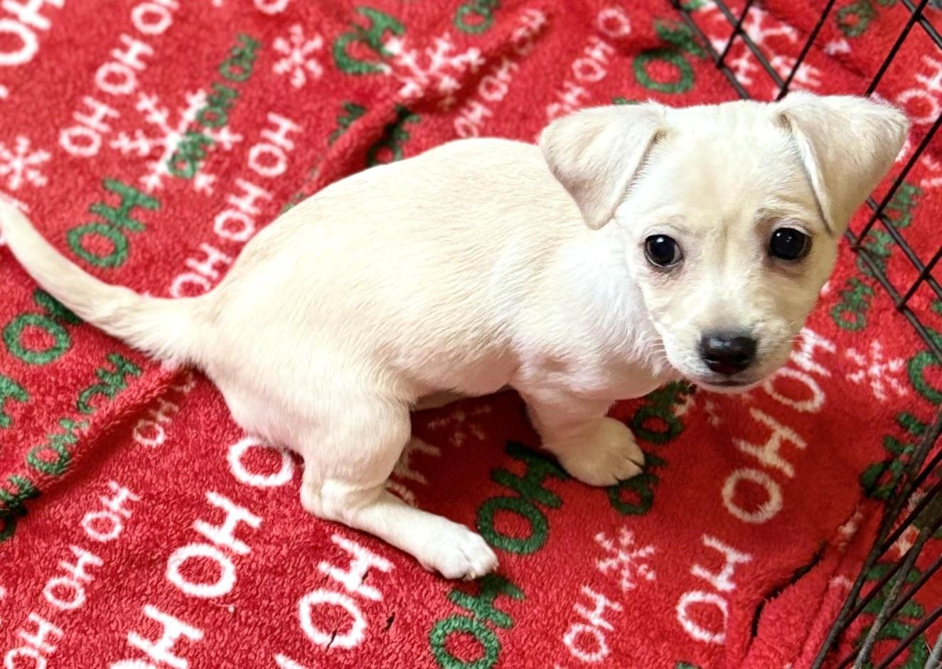 Bubbles, a ADOPTABLE mixed breed in Red Bluff, CA image 2/4