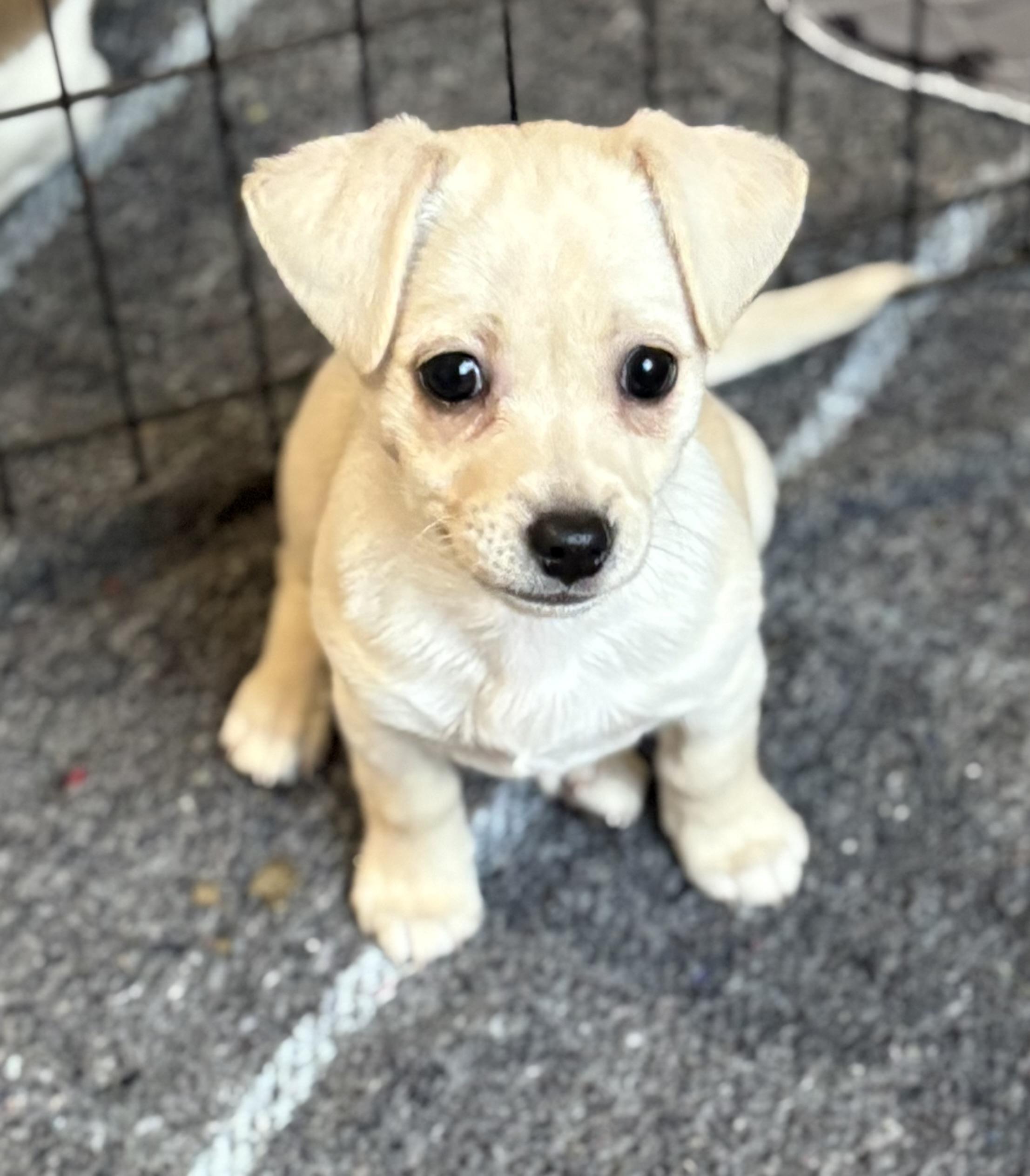Bubbles, a ADOPTABLE mixed breed in Red Bluff, CA image 1/4