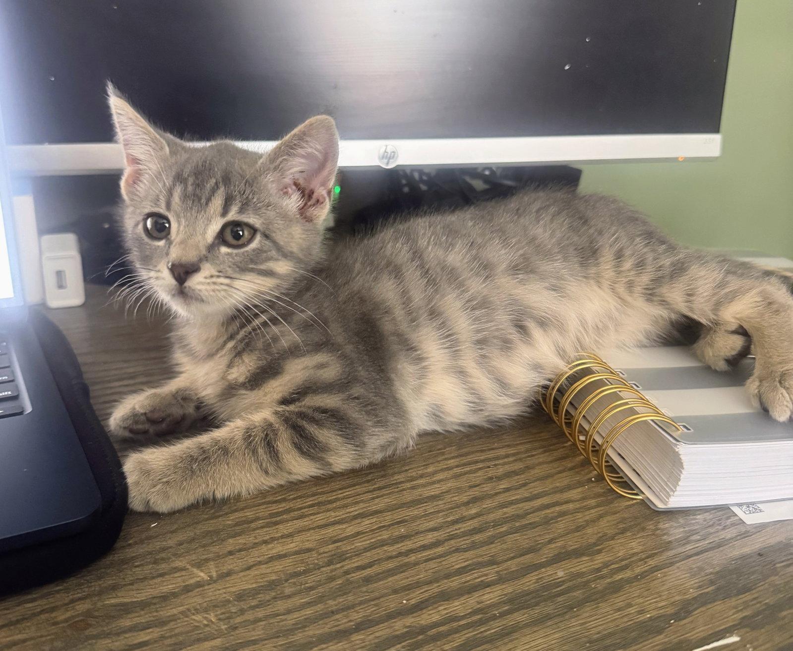 Eucalyptus Kitten, Adopted, Kitten Male Domestic Short Hair.